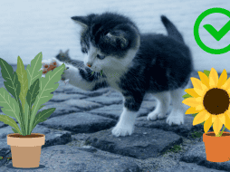 Existen numerosas especies seguras que no representan un riesgo para estas mascotas. CANVA