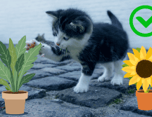 Existen numerosas especies seguras que no representan un riesgo para estas mascotas. CANVA