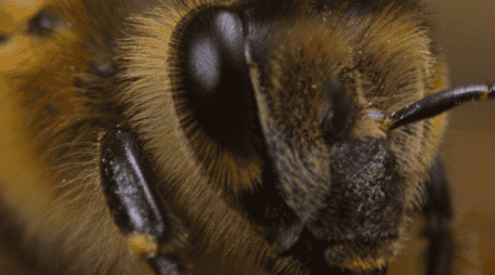 La presencia de abejas cerca del hogar puede reflejar condiciones ambientales favorables y un entorno con adecuada biodiversidad. EFE  / ARCHIVO