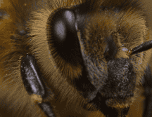 La presencia de abejas cerca del hogar puede reflejar condiciones ambientales favorables y un entorno con adecuada biodiversidad. EFE  / ARCHIVO