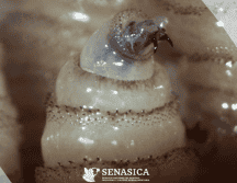 A nivel nacional, la propagación del gusano barrenador ha alcanzado cifras significativas. Un dato alarmante es que los perros se han convertido en la segunda especie más afectada en el país, registrando más de tres mil 175 casos acumulados hasta principios de abril de 2026. Gobierno de México