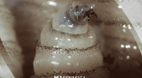 A nivel nacional, la propagación del gusano barrenador ha alcanzado cifras significativas. Un dato alarmante es que los perros se han convertido en la segunda especie más afectada en el país, registrando más de tres mil 175 casos acumulados hasta principios de abril de 2026. Gobierno de México