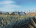 El evento se desarrolla en los campos de agave de José Cuervo, en Tequila, Jalisco. CORTESÍA