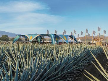 El evento se desarrolla en los campos de agave de José Cuervo, en Tequila, Jalisco. CORTESÍA