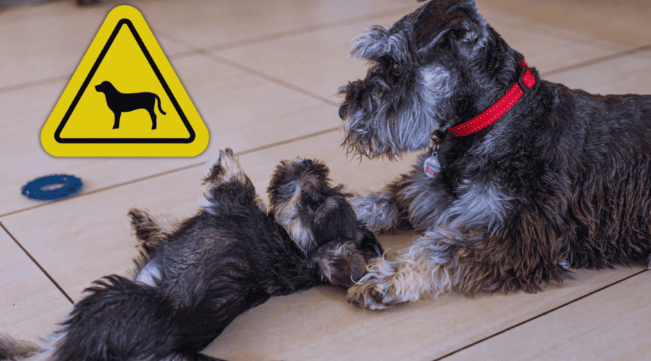 Al desglosar minuciosamente los datos de 264 razas diferentes, los científicos notaron que el 72.5% de los perros presenta algún tipo de comportamiento relacionado con la ansiedad. ESPECIAL / CANVA