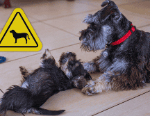 Al desglosar minuciosamente los datos de 264 razas diferentes, los científicos notaron que el 72.5% de los perros presenta algún tipo de comportamiento relacionado con la ansiedad. ESPECIAL / CANVA