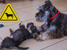 Al desglosar minuciosamente los datos de 264 razas diferentes, los científicos notaron que el 72.5% de los perros presenta algún tipo de comportamiento relacionado con la ansiedad. ESPECIAL / CANVA