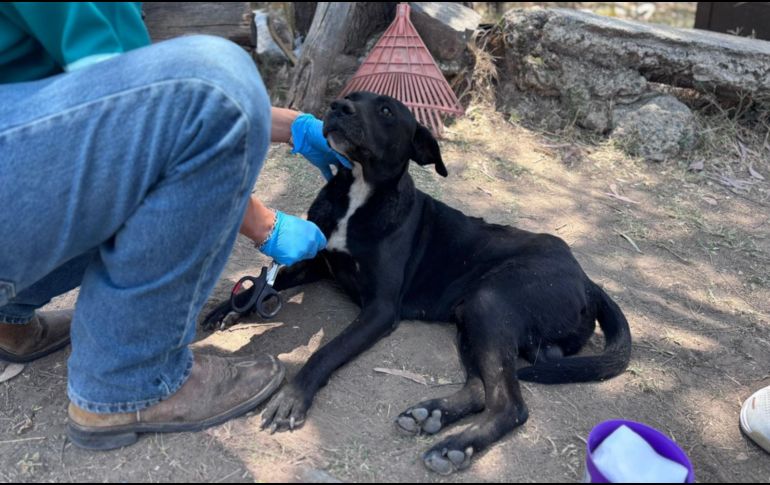 Tras ser localizado, 