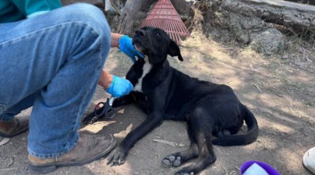 Tras ser localizado, 