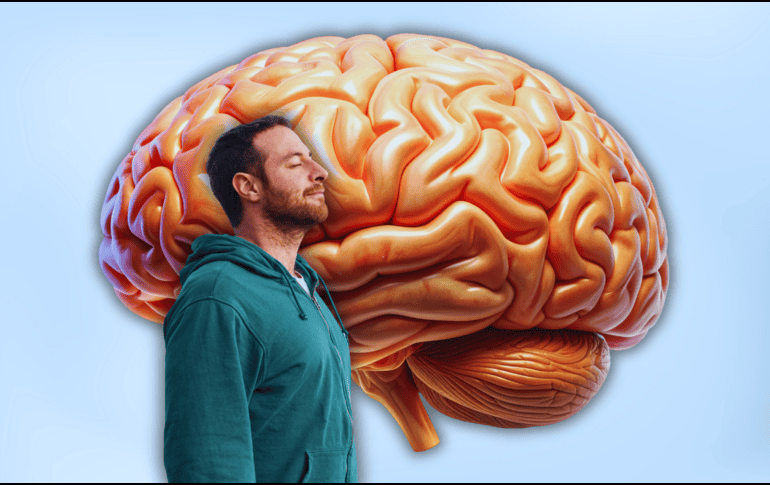 Un ritmo de respiración regular permite que el cerebro prediga las siguientes inhalaciones, manteniendo un estado de calma y orden. ESPECIAL / CANVA