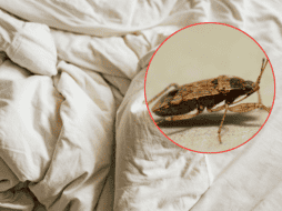 Cuando la presencia de estos insectos supera los métodos de control manual, la intervención de expertos es el único camino viable. ESPECIAL