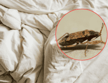 Cuando la presencia de estos insectos supera los métodos de control manual, la intervención de expertos es el único camino viable. ESPECIAL