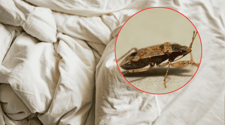 Cuando la presencia de estos insectos supera los métodos de control manual, la intervención de expertos es el único camino viable. ESPECIAL