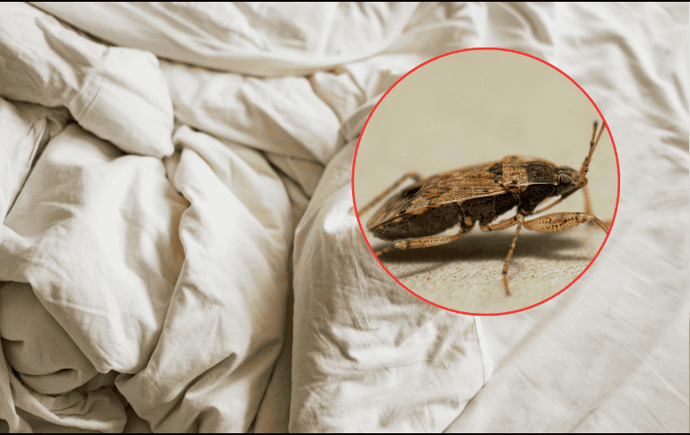 Cuando la presencia de estos insectos supera los métodos de control manual, la intervención de expertos es el único camino viable. ESPECIAL