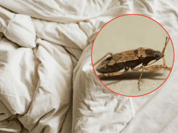 Cuando la presencia de estos insectos supera los métodos de control manual, la intervención de expertos es el único camino viable. ESPECIAL