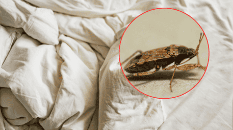 Cuando la presencia de estos insectos supera los métodos de control manual, la intervención de expertos es el único camino viable. ESPECIAL