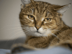 En el lenguaje felino, mirar fijamente no siempre es una señal amistosa. Por eso, si tu gato baja las orejas mientras lo observas, es probable que esté reaccionando a lo que percibe como una actitud amenazante. CANVA