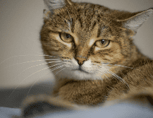 En el lenguaje felino, mirar fijamente no siempre es una señal amistosa. Por eso, si tu gato baja las orejas mientras lo observas, es probable que esté reaccionando a lo que percibe como una actitud amenazante. CANVA