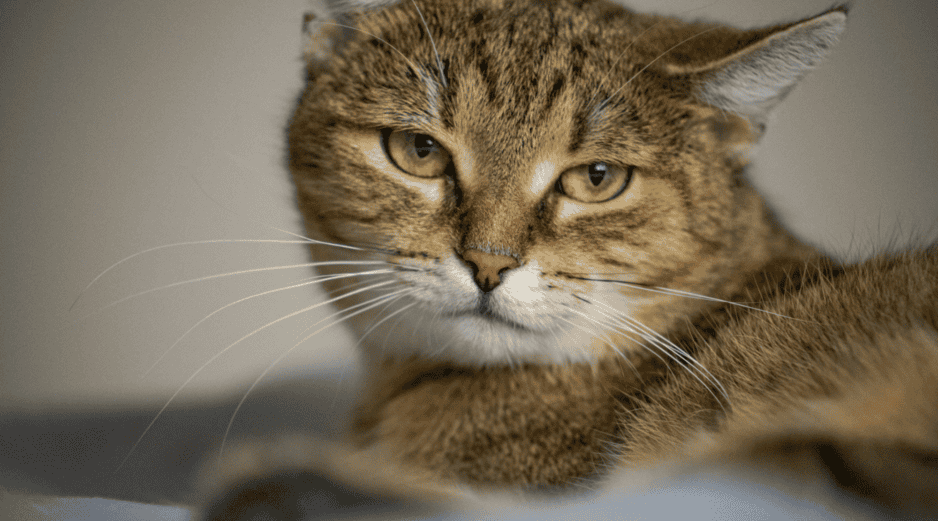 En el lenguaje felino, mirar fijamente no siempre es una señal amistosa. Por eso, si tu gato baja las orejas mientras lo observas, es probable que esté reaccionando a lo que percibe como una actitud amenazante. CANVA