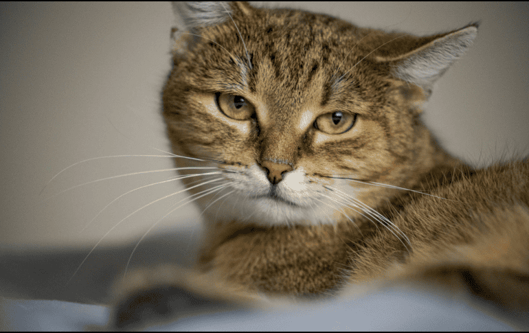 En el lenguaje felino, mirar fijamente no siempre es una señal amistosa. Por eso, si tu gato baja las orejas mientras lo observas, es probable que esté reaccionando a lo que percibe como una actitud amenazante. CANVA