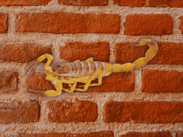 Resulta fundamental revisar y sellar cualquier grieta o fisura en las paredes y pisos de la vivienda donde los alacranes puedan esconderse durante el día. ESPECIAL / CANVA