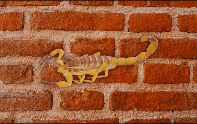 Resulta fundamental revisar y sellar cualquier grieta o fisura en las paredes y pisos de la vivienda donde los alacranes puedan esconderse durante el día. ESPECIAL / CANVA