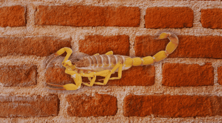 Resulta fundamental revisar y sellar cualquier grieta o fisura en las paredes y pisos de la vivienda donde los alacranes puedan esconderse durante el día. ESPECIAL / CANVA