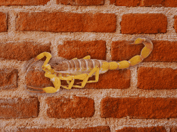 Resulta fundamental revisar y sellar cualquier grieta o fisura en las paredes y pisos de la vivienda donde los alacranes puedan esconderse durante el día. ESPECIAL / CANVA