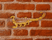 Resulta fundamental revisar y sellar cualquier grieta o fisura en las paredes y pisos de la vivienda donde los alacranes puedan esconderse durante el día. ESPECIAL / CANVA