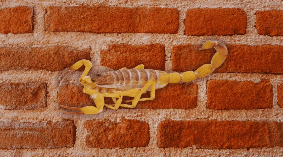 Resulta fundamental revisar y sellar cualquier grieta o fisura en las paredes y pisos de la vivienda donde los alacranes puedan esconderse durante el día. ESPECIAL / CANVA