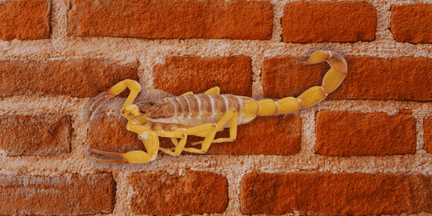 El calor despierta a los alacranes en Jalisco; prot&eacute;gete con estos consejos