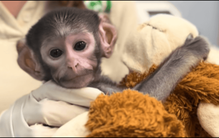 Las cuidadoras de Yuji le colocaron un peluche de changuito color café, muy similar al del mono de siete meses, Punch, de Japón. ESPECIAL/ TIK TOK/ Zoológico Guadalajara 🇲🇽