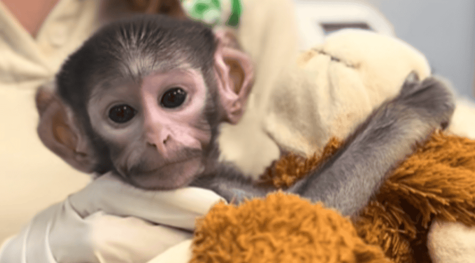 Las cuidadoras de Yuji le colocaron un peluche de changuito color café, muy similar al del mono de siete meses, Punch, de Japón. ESPECIAL/ TIK TOK/ Zoológico Guadalajara 🇲🇽