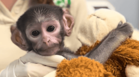 Las cuidadoras de Yuji le colocaron un peluche de changuito color café, muy similar al del mono de siete meses Punch, de Japón. ESPECIAL/ TIK TOK/ Zoológico Guadalajara 🇲🇽