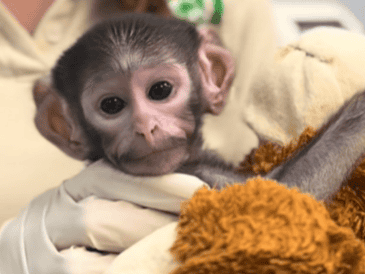 Las cuidadoras de Yuji le colocaron un peluche de changuito color café, muy similar al del mono de siete meses, Punch, de Japón. ESPECIAL/ TIK TOK/ Zoológico Guadalajara 🇲🇽