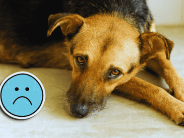 Los perros pueden deprimirse o tener mal humor, pero no suele ser tan complejo psicológicamente. ESPECIAL / CANVA