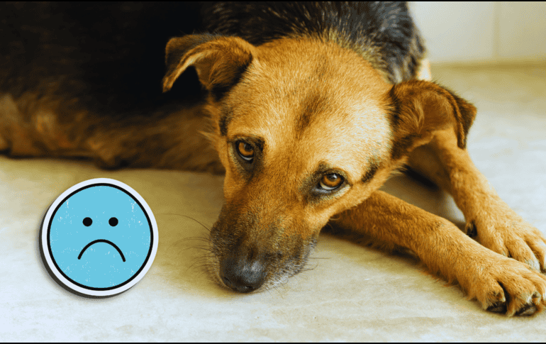 Los perros pueden deprimirse o tener mal humor, pero no suele ser tan complejo psicológicamente. ESPECIAL / CANVA