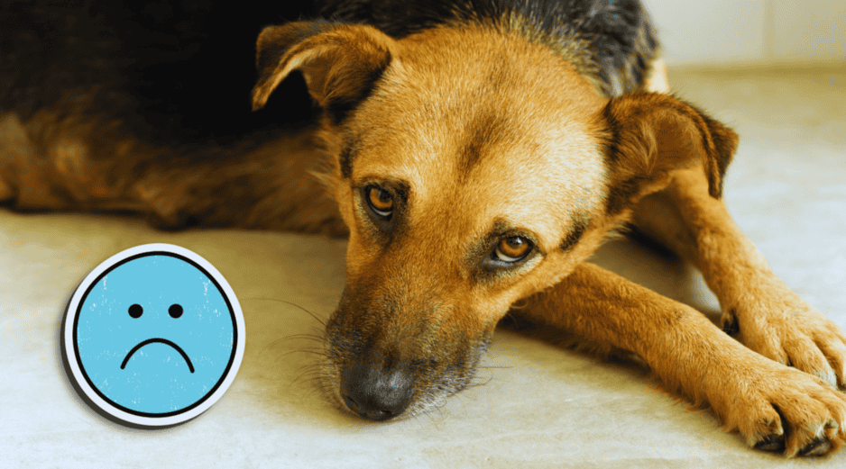 Los perros pueden deprimirse o tener mal humor, pero no suele ser tan complejo psicológicamente. ESPECIAL / CANVA