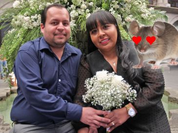 Según un estudio, estos son los animales que muestran mayor monogamia reproductiva como especie. EL INFORMADOR / ARCHIVO