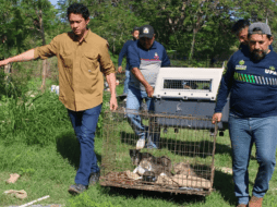 Los reportes de la población son fundamentales para detectar casos de maltrato. ESPECIAL