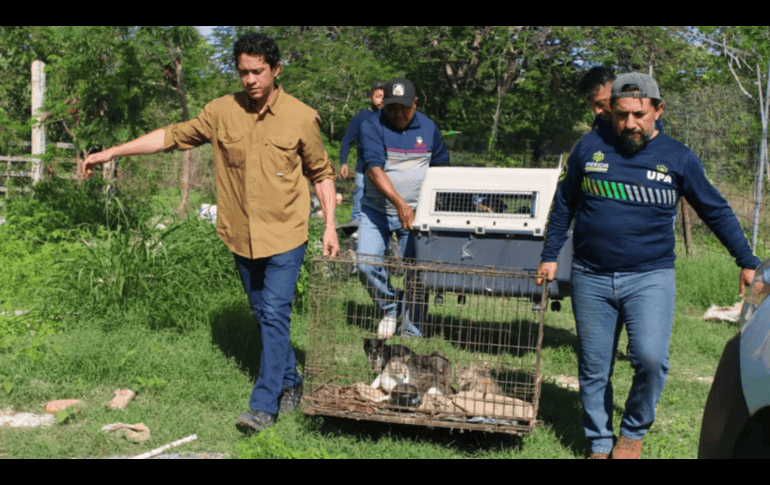 Los reportes de la población son fundamentales para detectar casos de maltrato. ESPECIAL