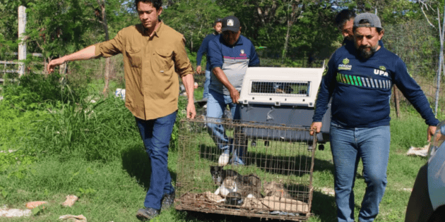Rescatan a 40 animales abandonados en un predio de Yucat&aacute;n