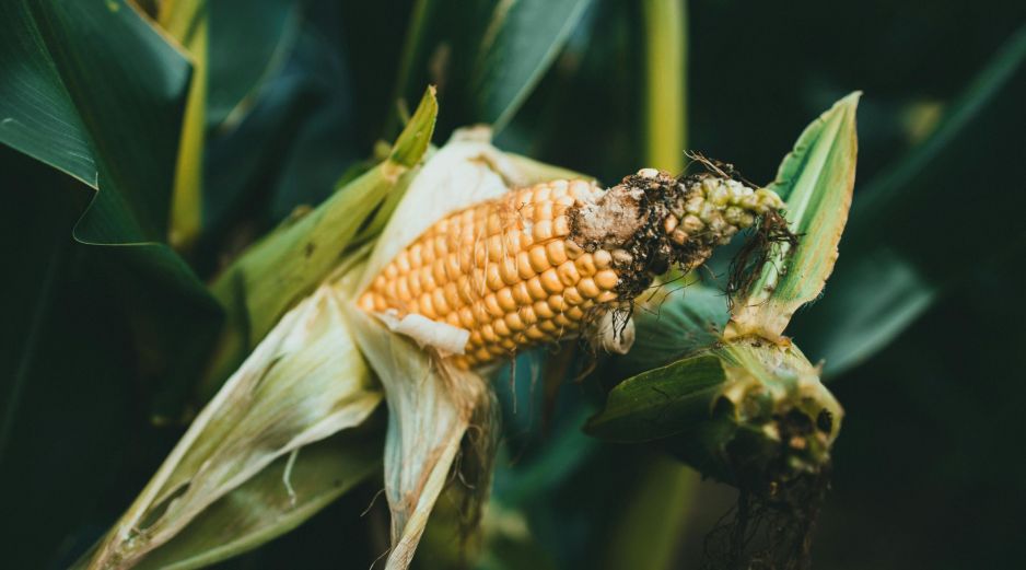 Los inventarios de Estados Unidos de maíz quedaron en 56.8 millones de toneladas. ESPECIAL/PEXELS