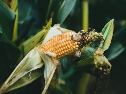 Los inventarios de Estados Unidos de maíz quedaron en 56.8 millones de toneladas. ESPECIAL/PEXELS