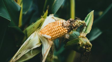 Los inventarios de Estados Unidos de maíz quedaron en 56.8 millones de toneladas. ESPECIAL/PEXELS