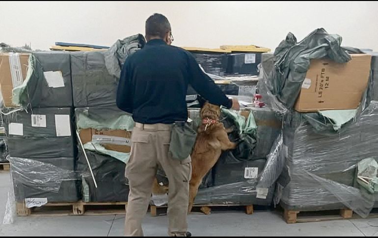 Perro especializado en detección olfatea el cargamento asegurado en el AICM durante la revisión de mercancía irregular. ESPECIAL