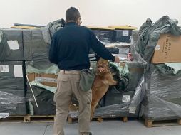 Perro especializado en detección olfatea el cargamento asegurado en el AICM durante la revisión de mercancía irregular. ESPECIAL