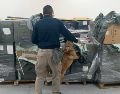 Perro especializado en detección olfatea el cargamento asegurado en el AICM durante la revisión de mercancía irregular. ESPECIAL