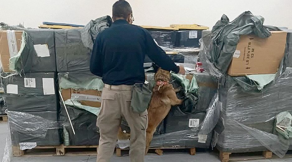 Perro especializado en detección olfatea el cargamento asegurado en el AICM durante la revisión de mercancía irregular. ESPECIAL