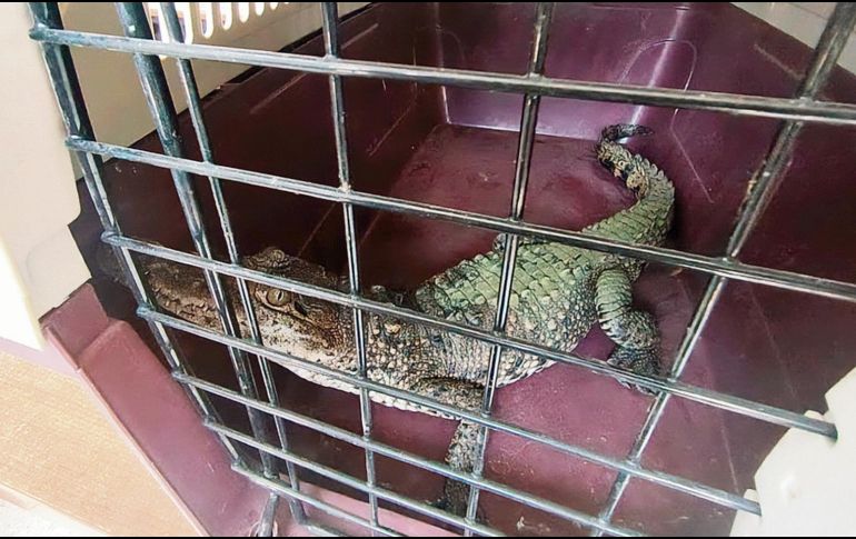 Cocodrilo en resguardo tras ser víctima de tráfico ilegal; autoridades buscan frenar la venta de fauna silvestre en redes sociales. ESPECIAL